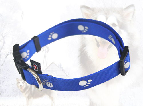 dog collar 2