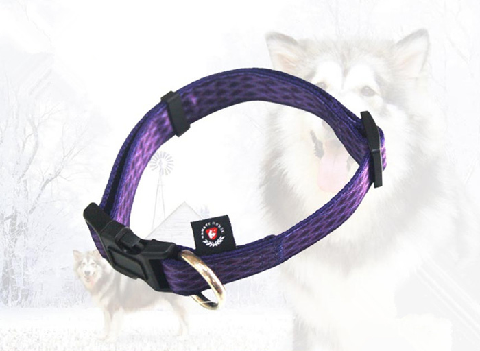 dog collar 3